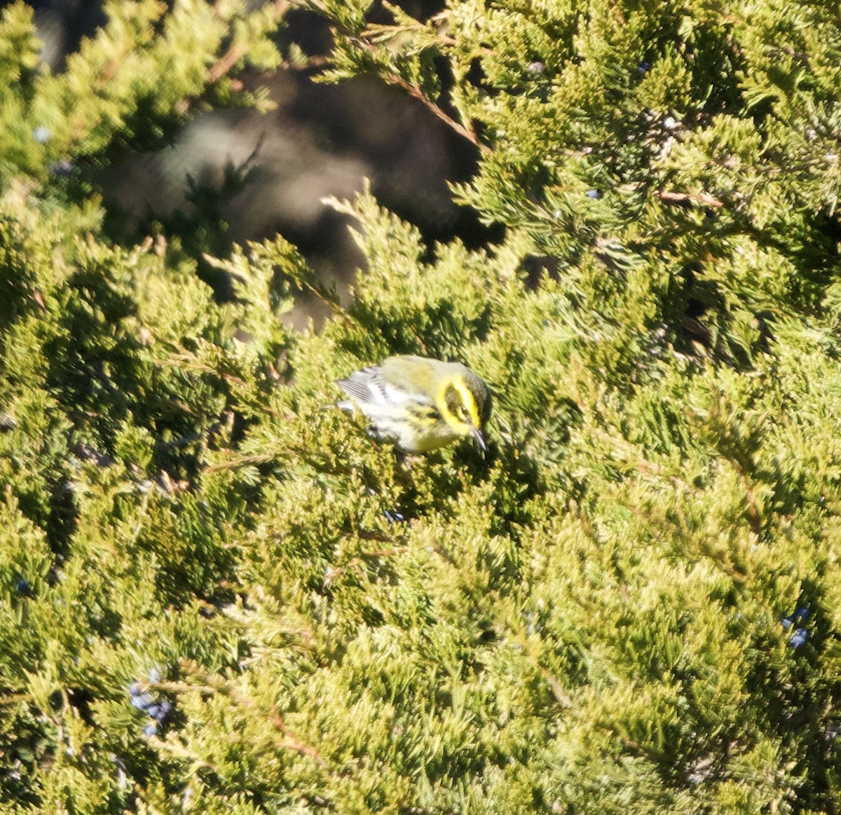 Townsend's Warbler - ML646651945