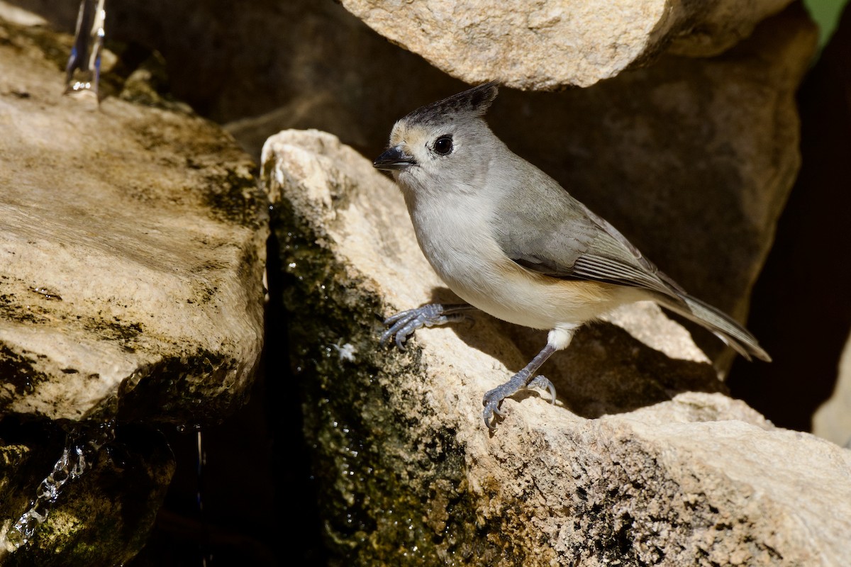 Black-crested Titmouse - ML646651946