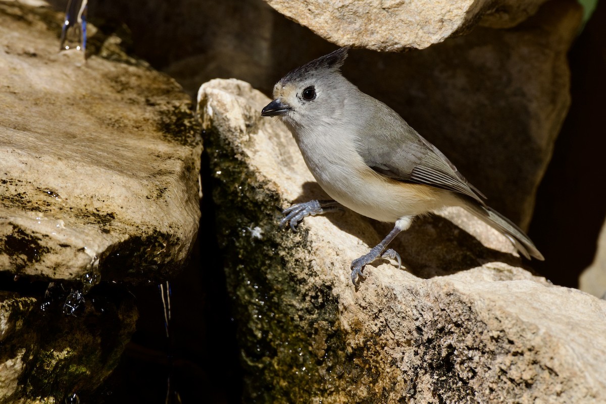 Black-crested Titmouse - ML646651947