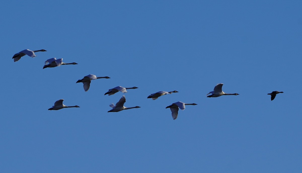 ברבור אמריקני - ML646651948
