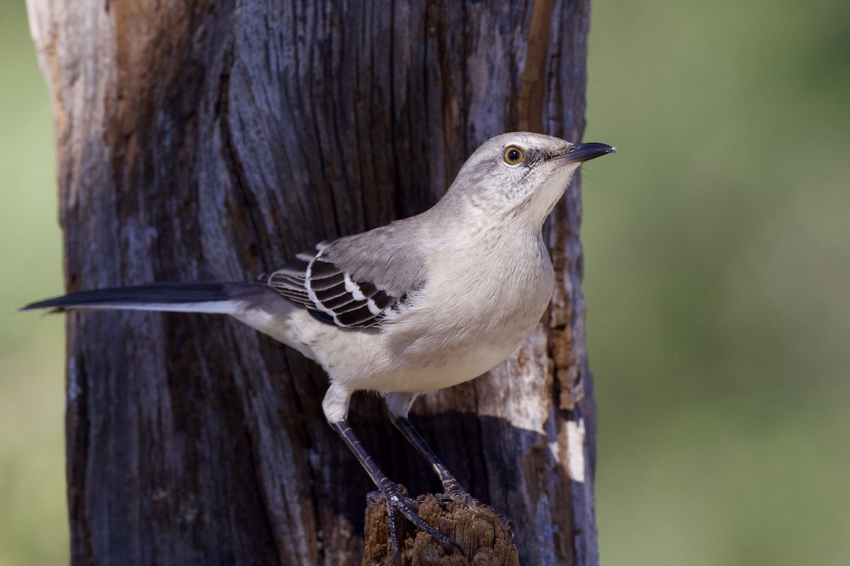 Northern Mockingbird - ML646651953