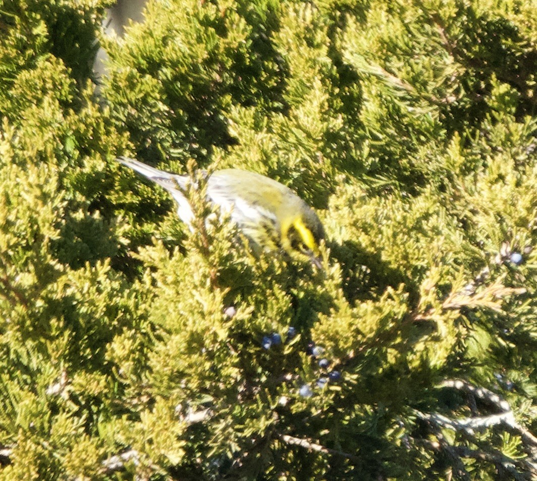 Townsend's Warbler - ML646651954