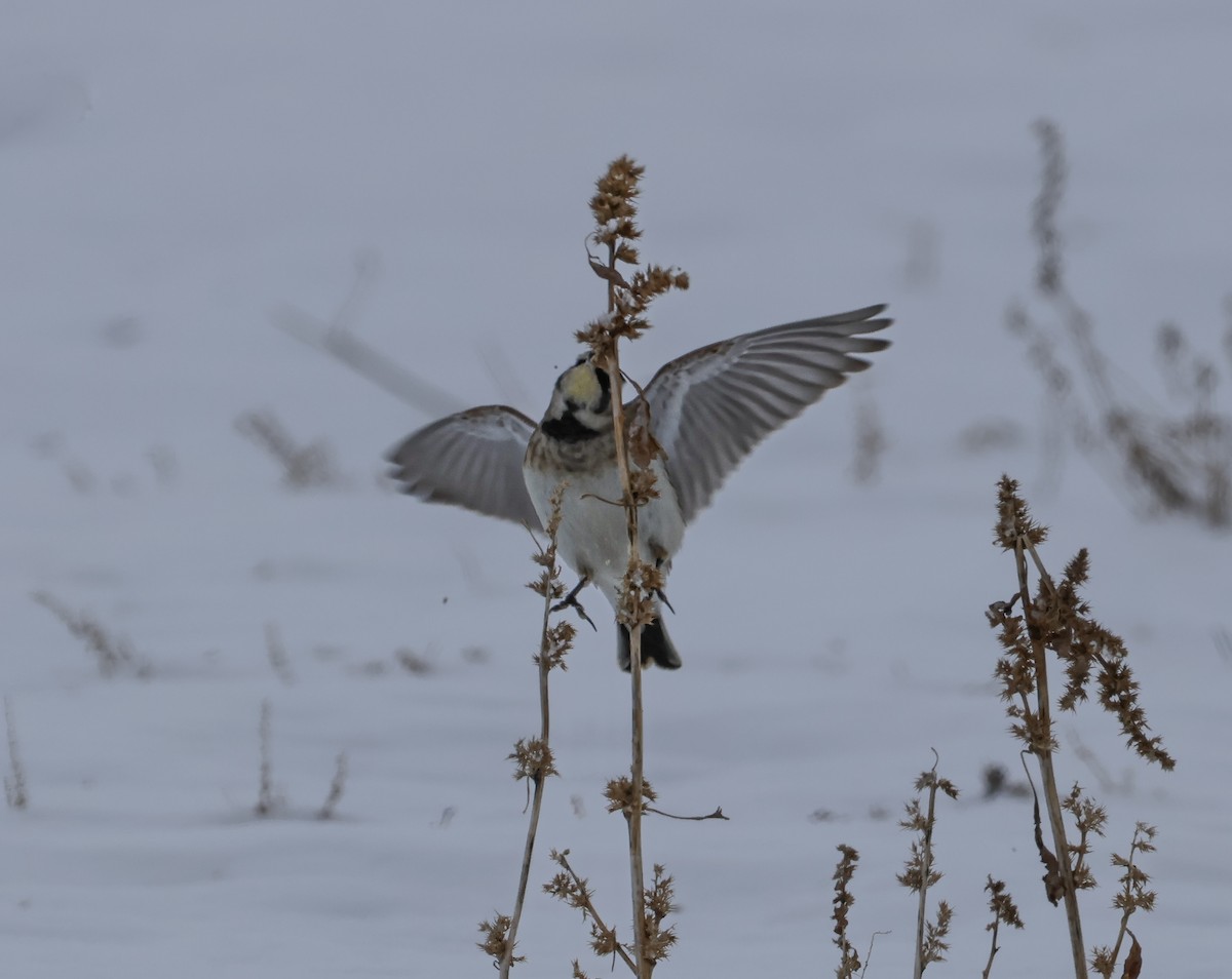 Horned Lark - ML646651956