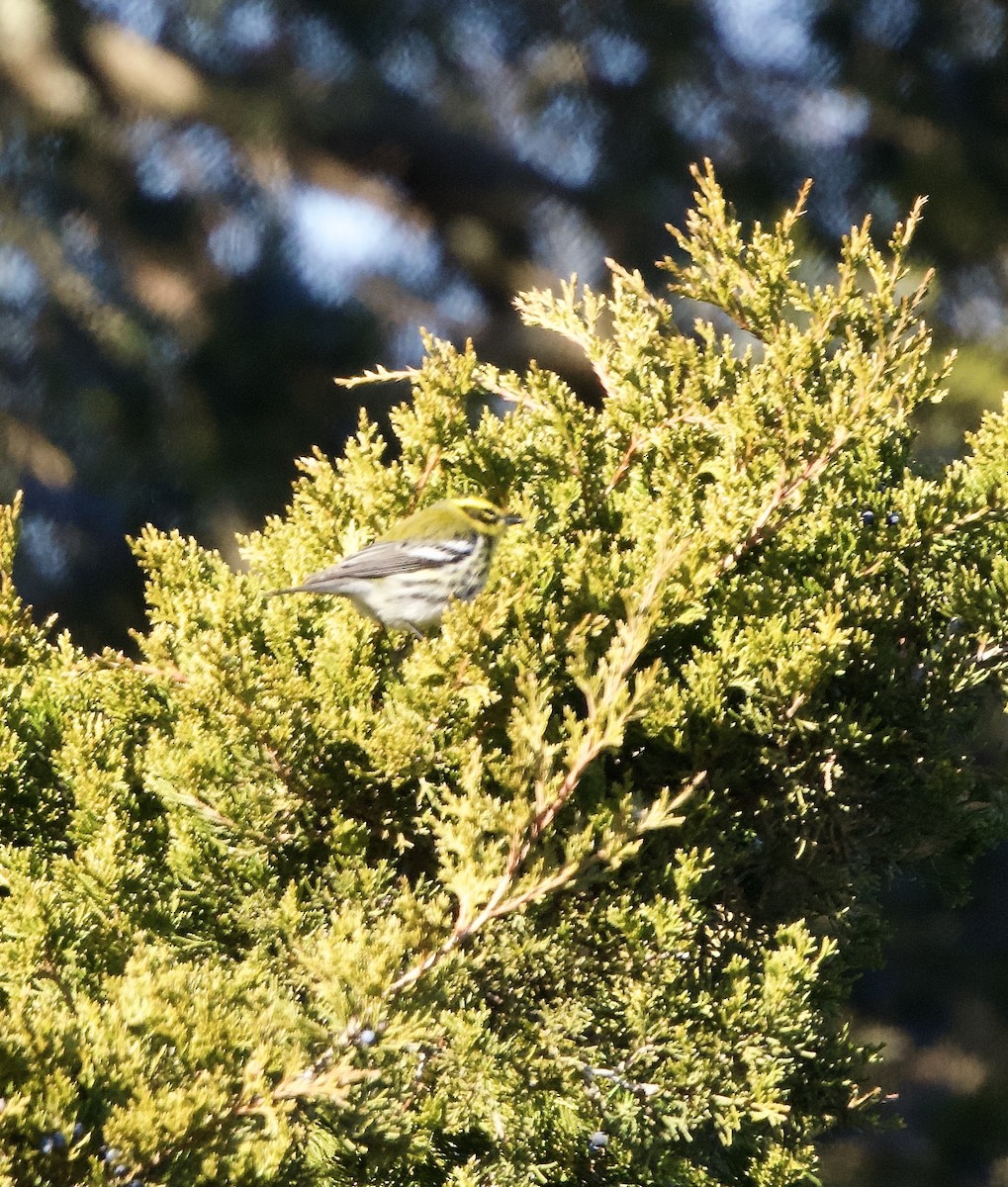 Townsend's Warbler - ML646651957