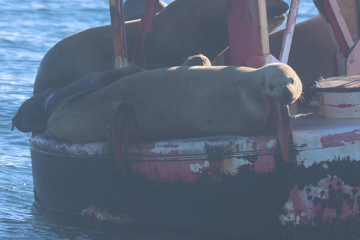 Steller Sea Lion - ML646651960