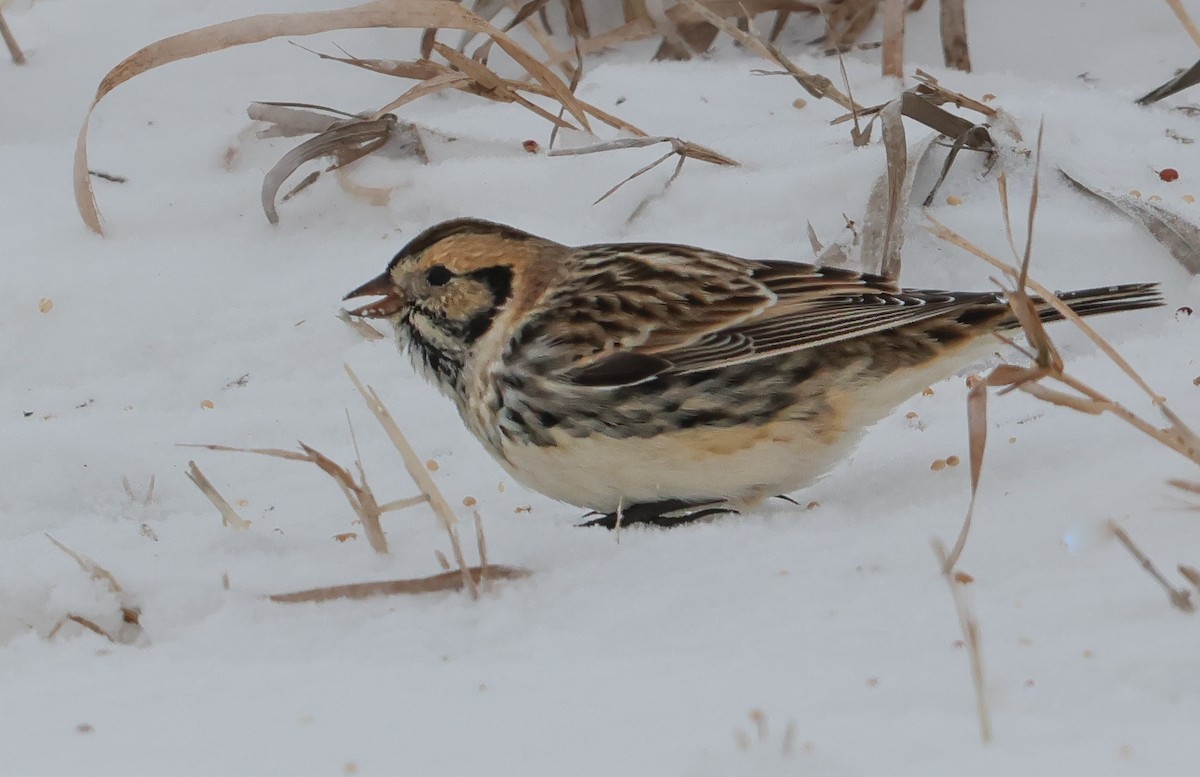Lapland Longspur - ML646651962