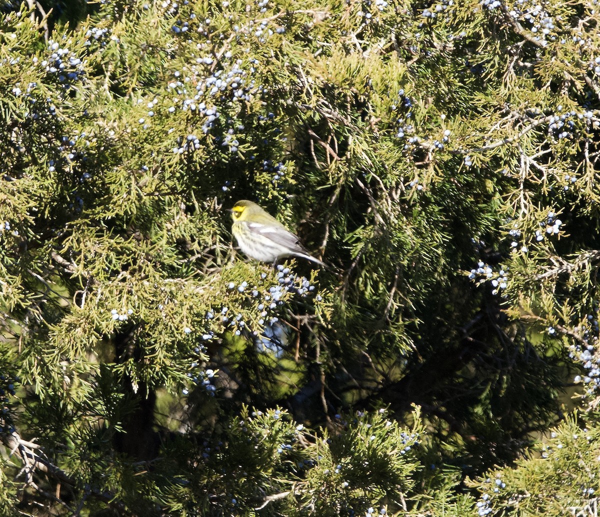 Townsend's Warbler - ML646651963
