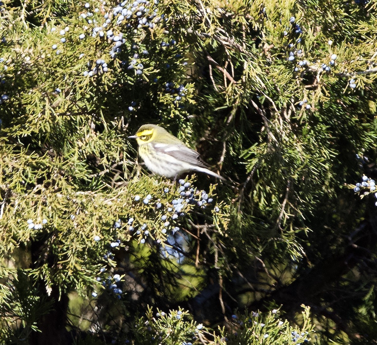 Townsend's Warbler - ML646651965