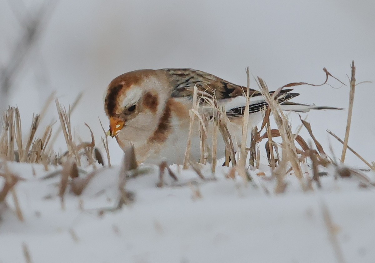 Snow Bunting - ML646651966
