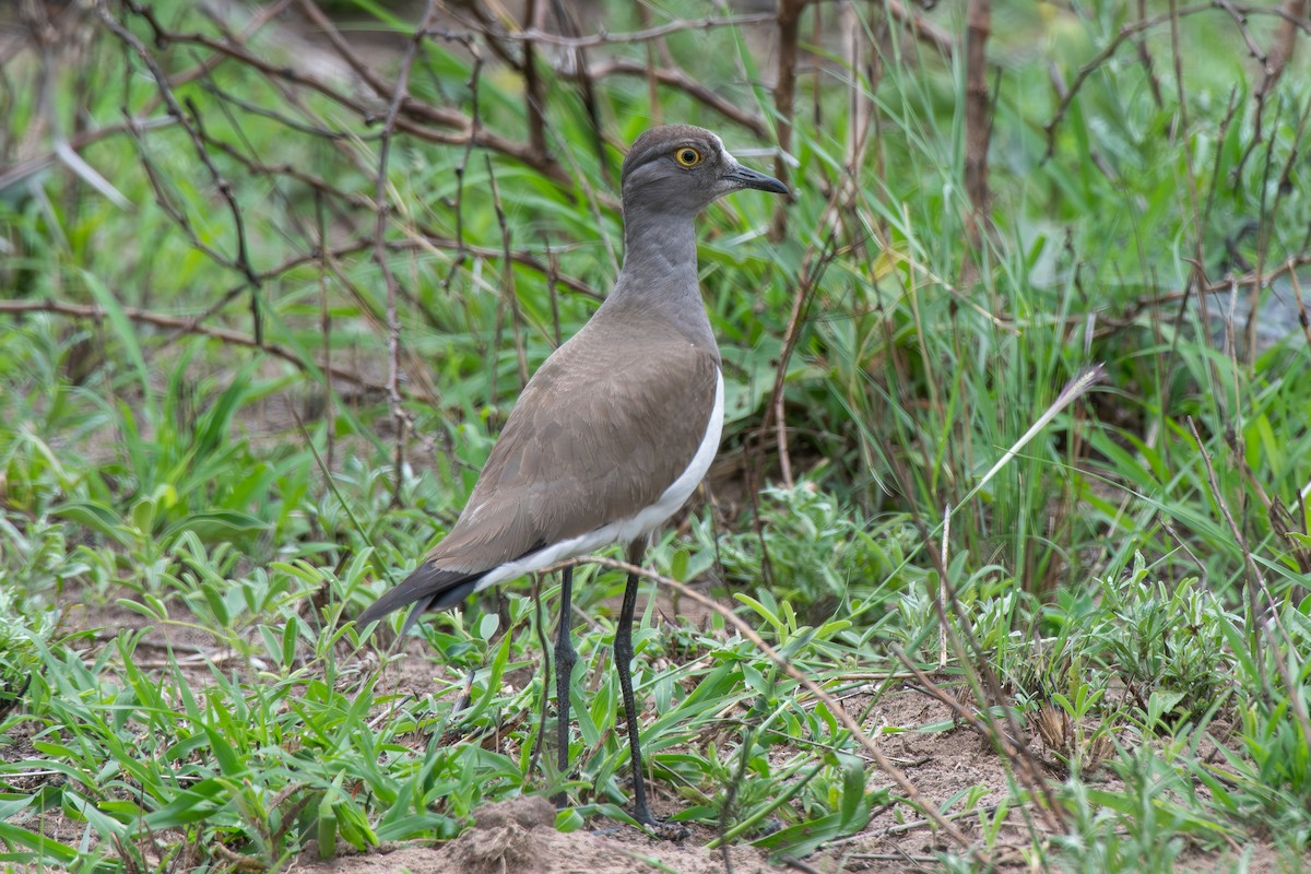 Senegal Lapwing - ML646651967