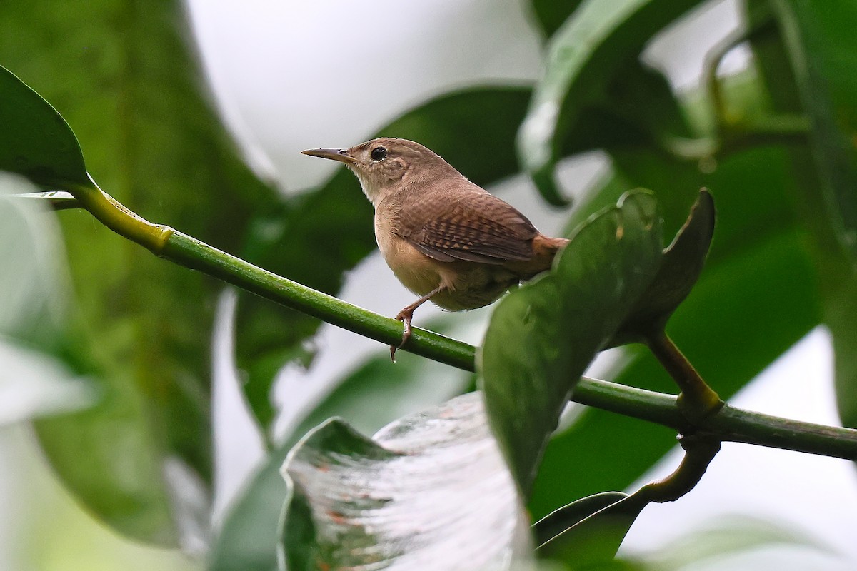 Southern House Wren - ML646651969