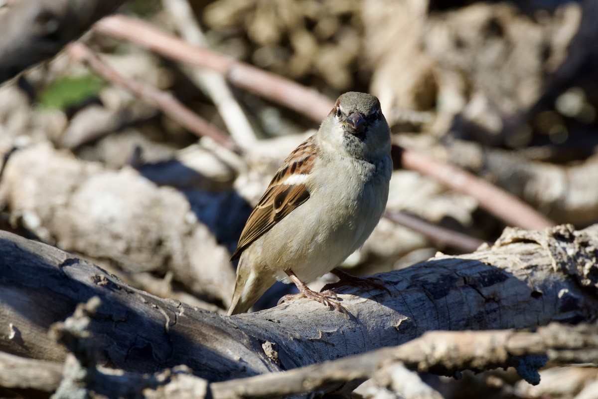 House Sparrow - ML646651970