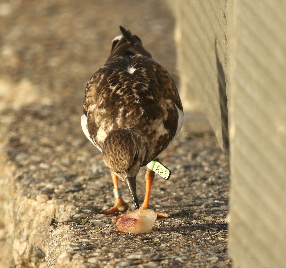 キョウジョシギ - ML646651973