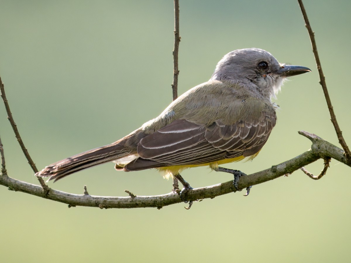 Королевский тиранн - ML646651974
