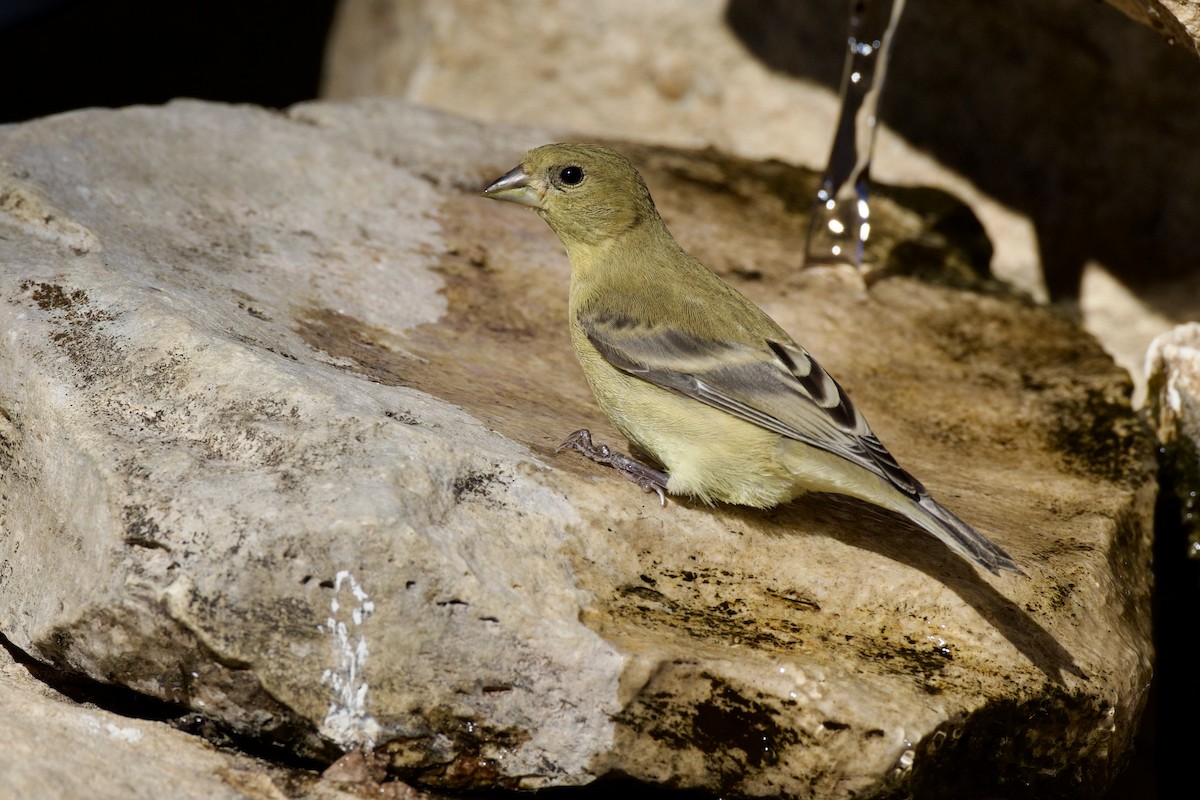Lesser Goldfinch - ML646651978