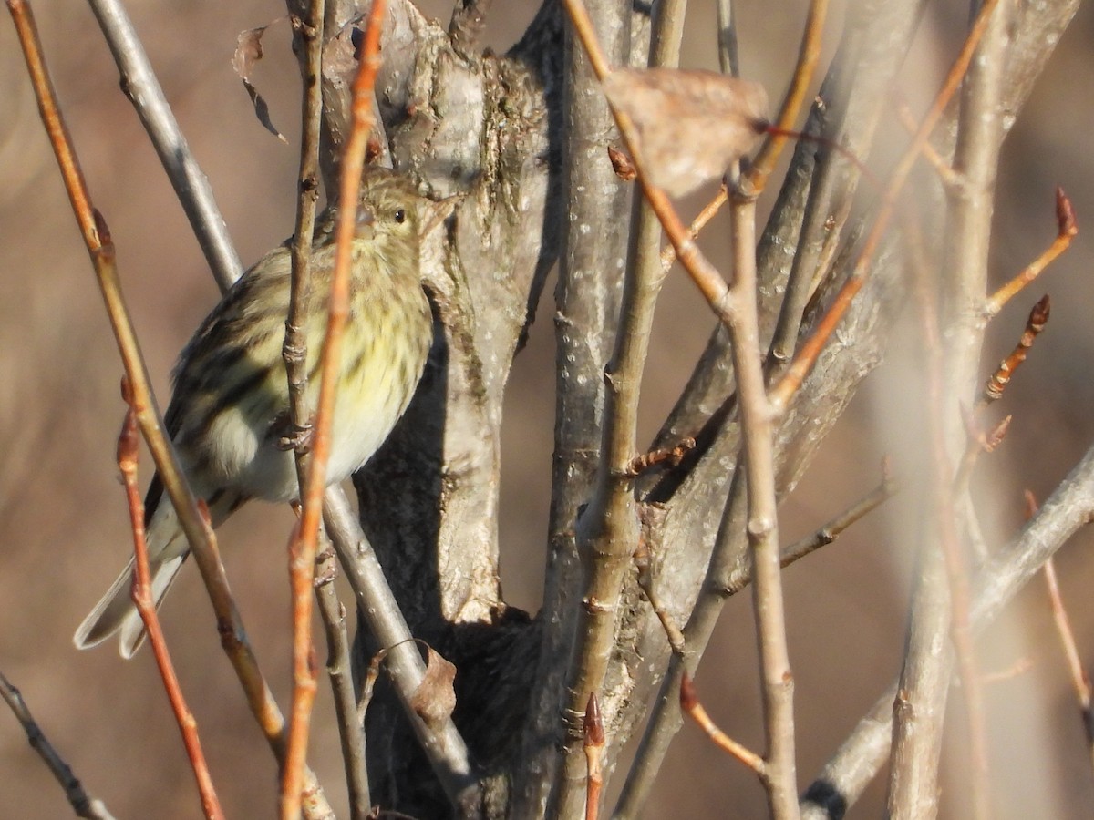 zvonohlík zahradní - ML646651980