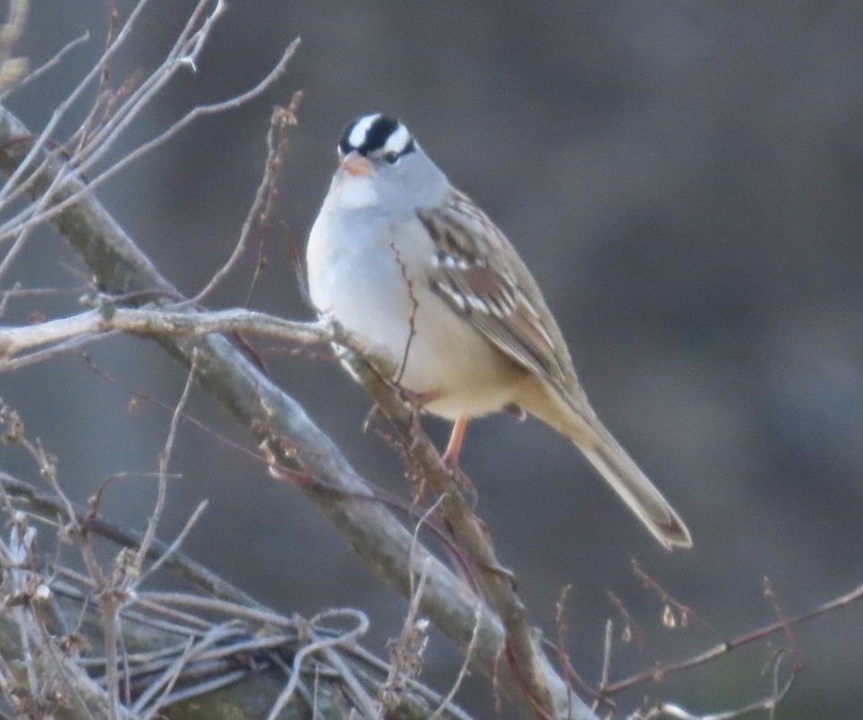 White-crowned Sparrow - ML646651982