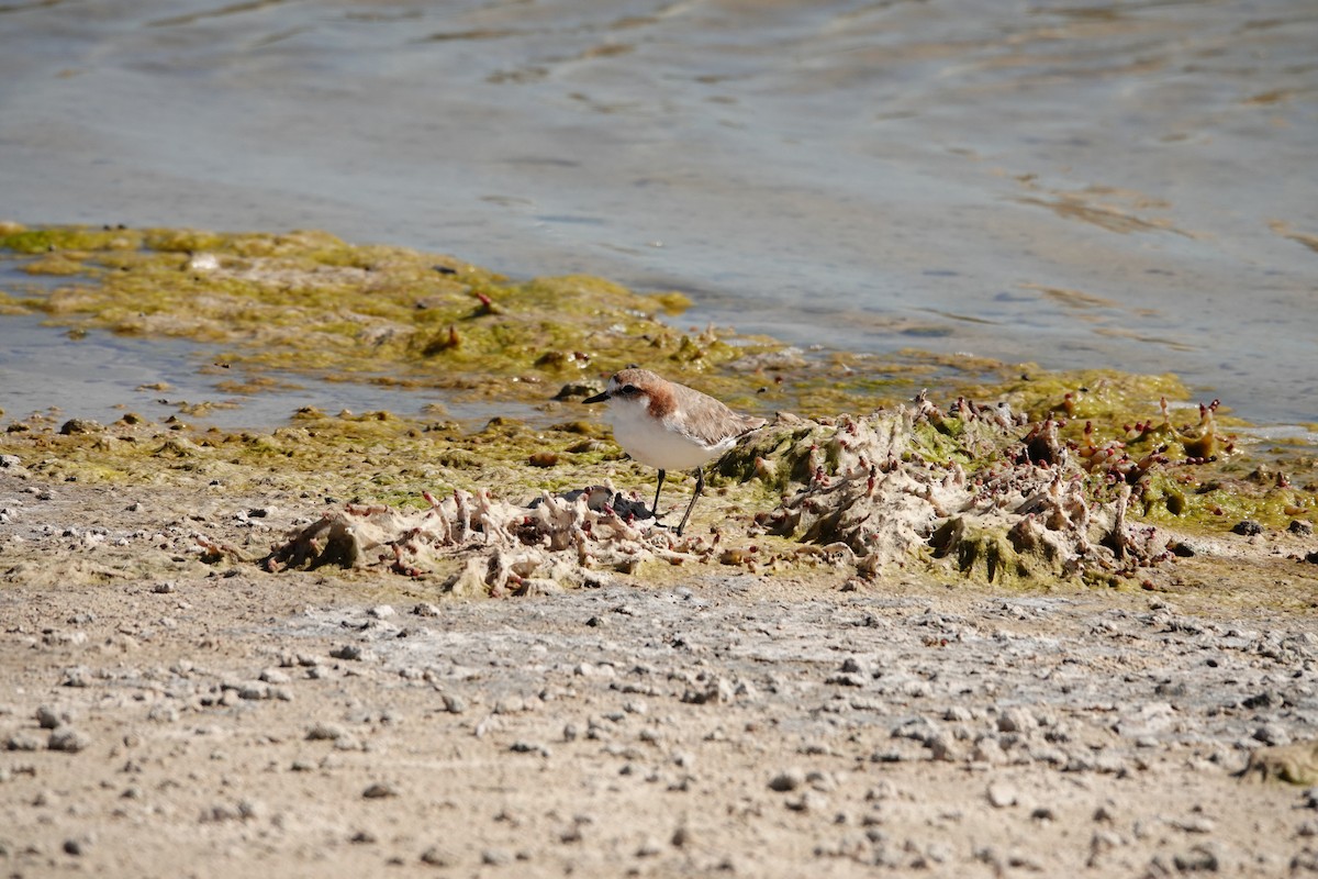 Пісочник рудоголовий - ML646651983