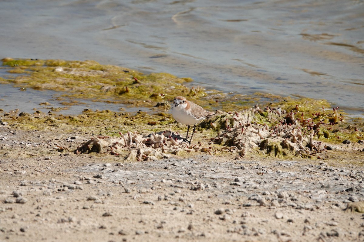 Пісочник рудоголовий - ML646651984