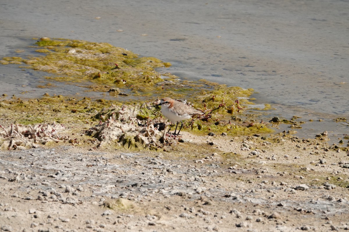 Пісочник рудоголовий - ML646651985