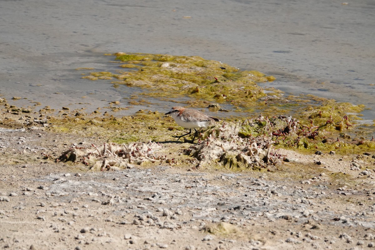 Пісочник рудоголовий - ML646651986