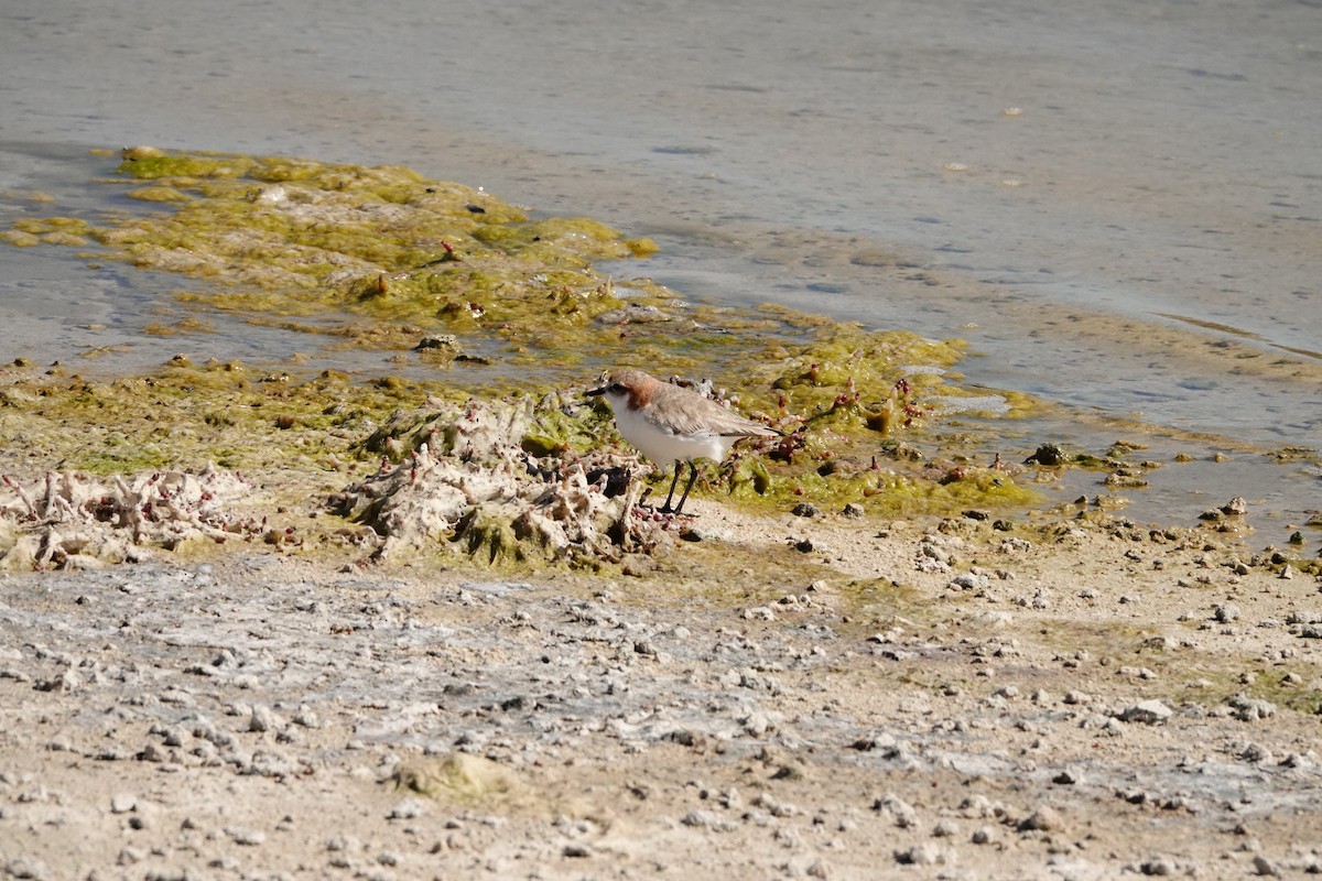 Пісочник рудоголовий - ML646651987