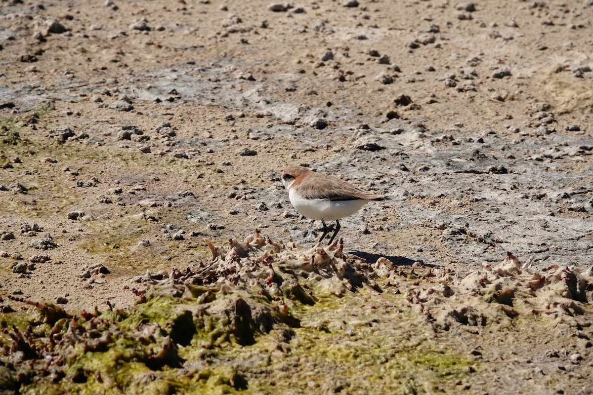 Пісочник рудоголовий - ML646651988