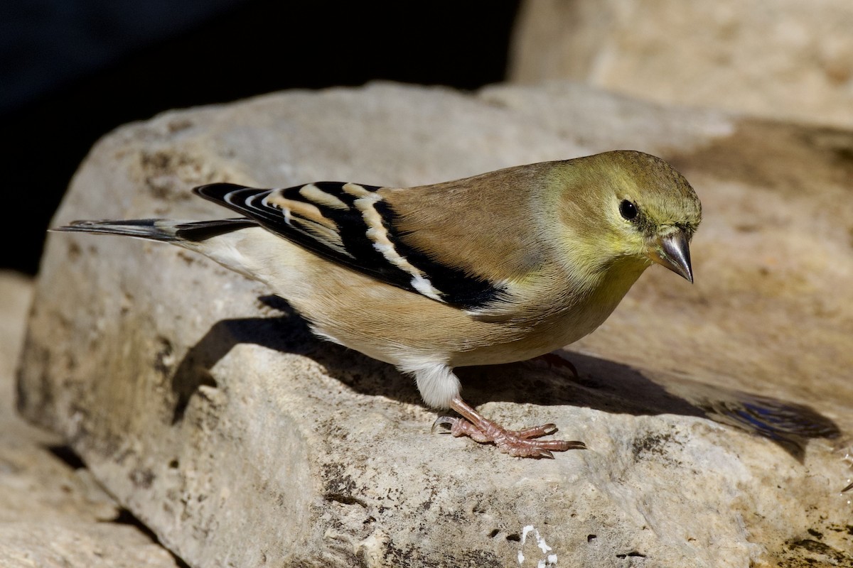 American Goldfinch - ML646651989