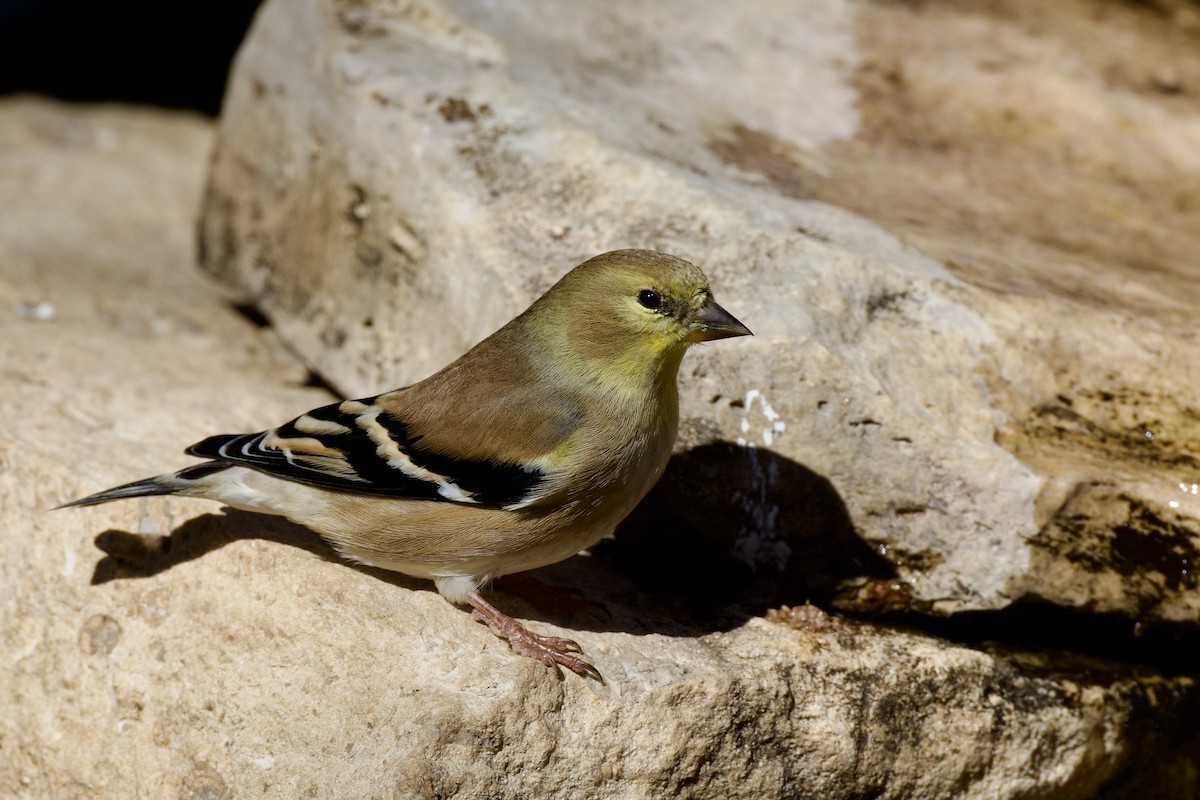 American Goldfinch - ML646651990