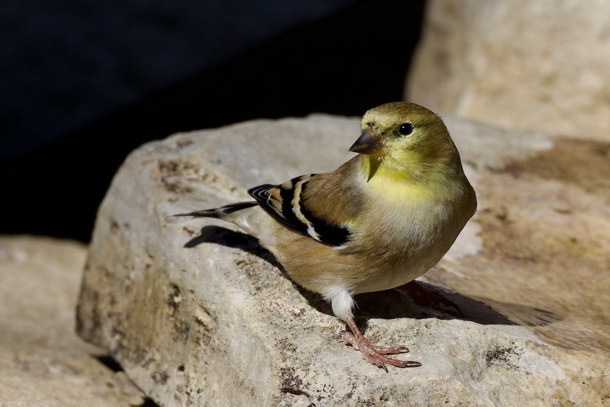 American Goldfinch - ML646651991