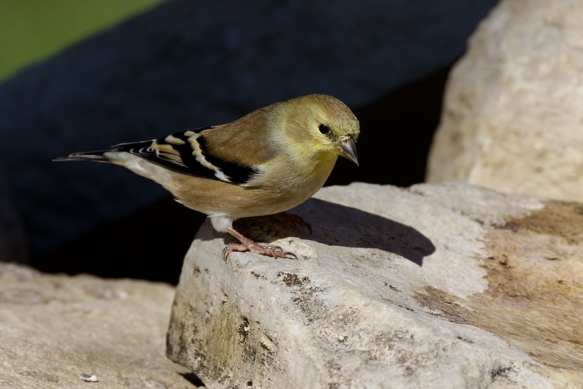 American Goldfinch - ML646651992