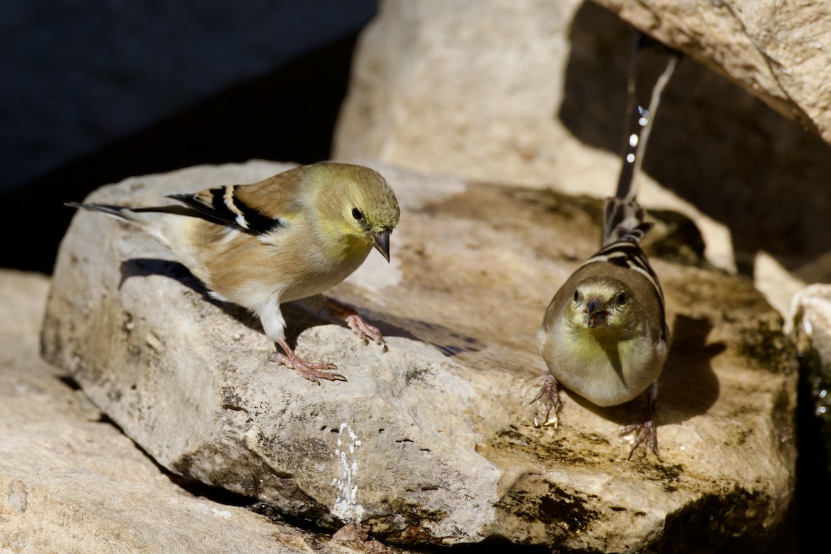 American Goldfinch - ML646651993