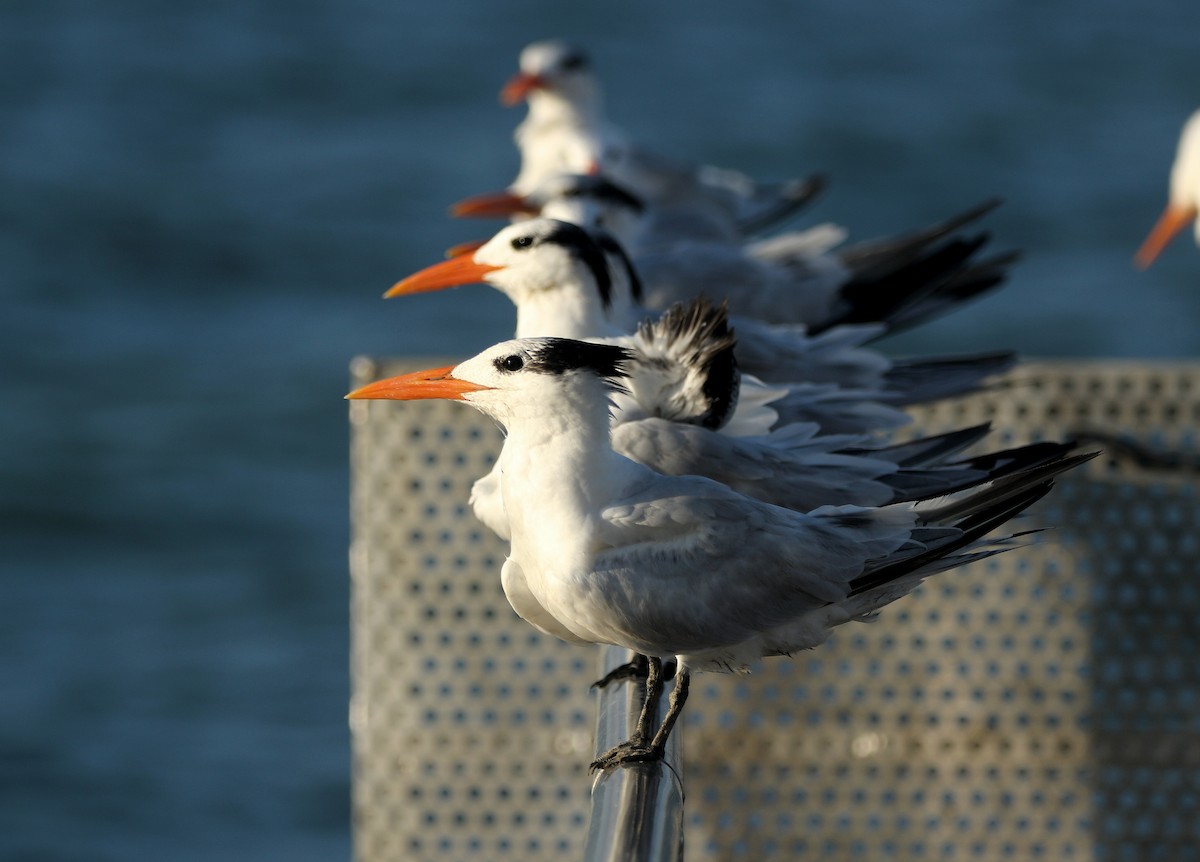 アメリカオオアジサシ - ML646651995