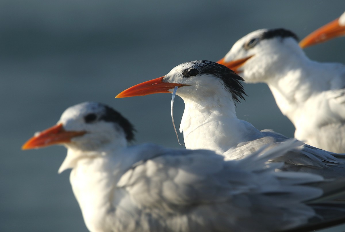 アメリカオオアジサシ - ML646651996