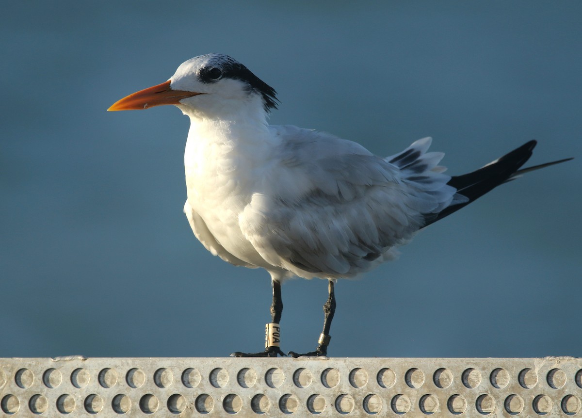 アメリカオオアジサシ - ML646651997