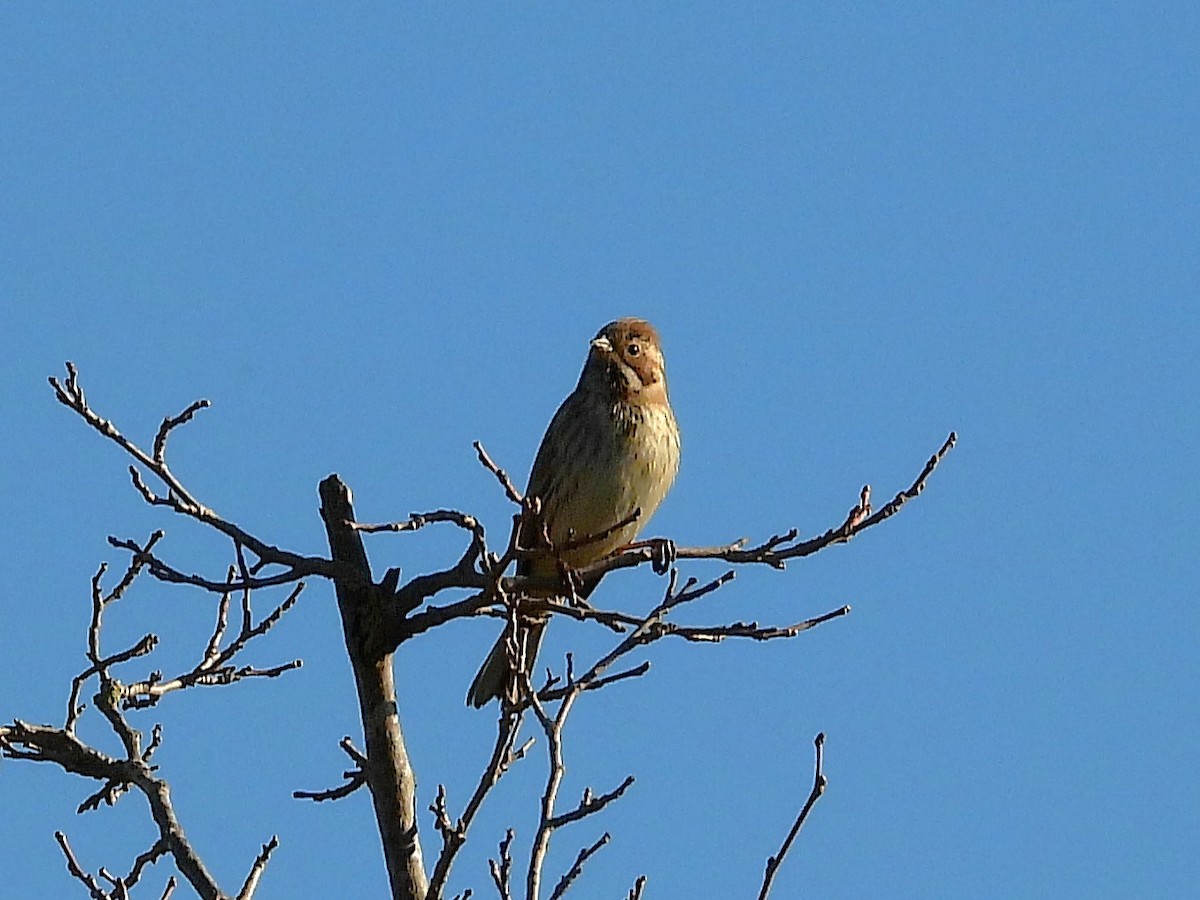 strnad rákosní - ML646651998