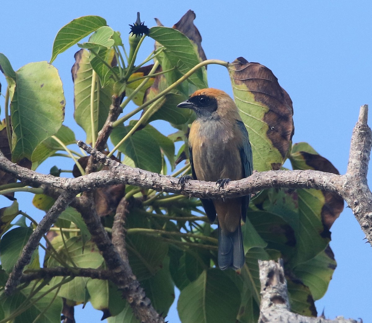 バフイロフウキンチョウ - ML646651999