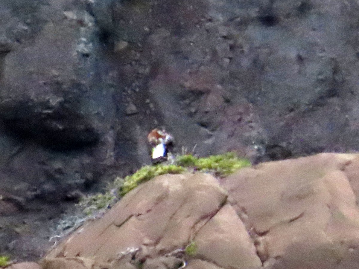 Variable Hawk - ML646652000