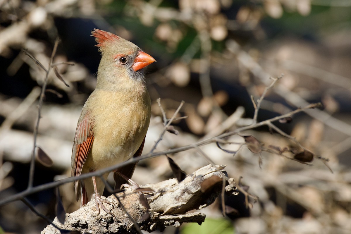 Northern Cardinal - ML646652002