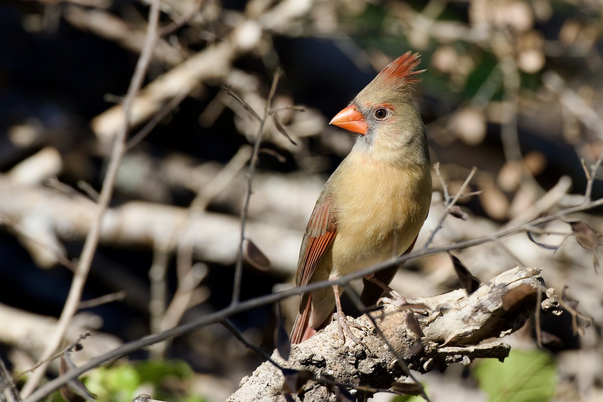 Northern Cardinal - ML646652003