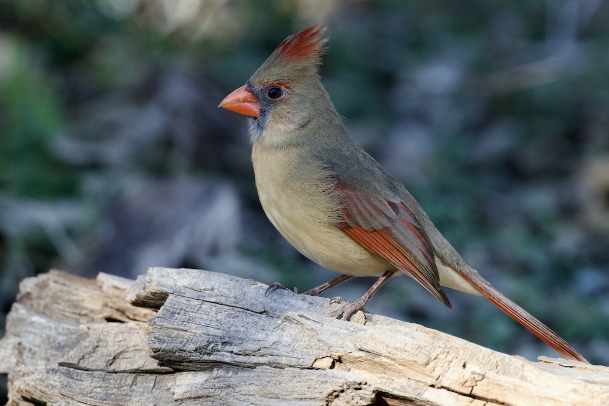 Northern Cardinal - ML646652004