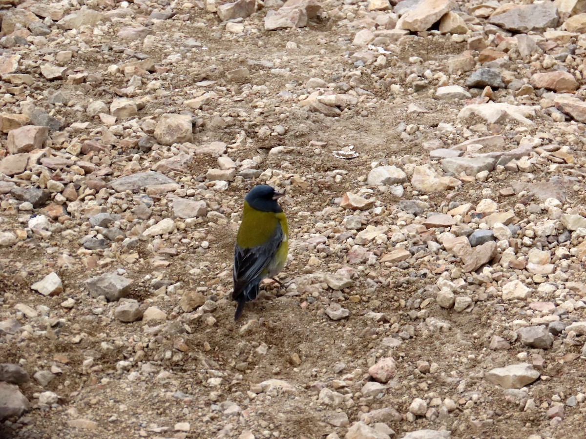 Gray-hooded Sierra Finch - ML646652005