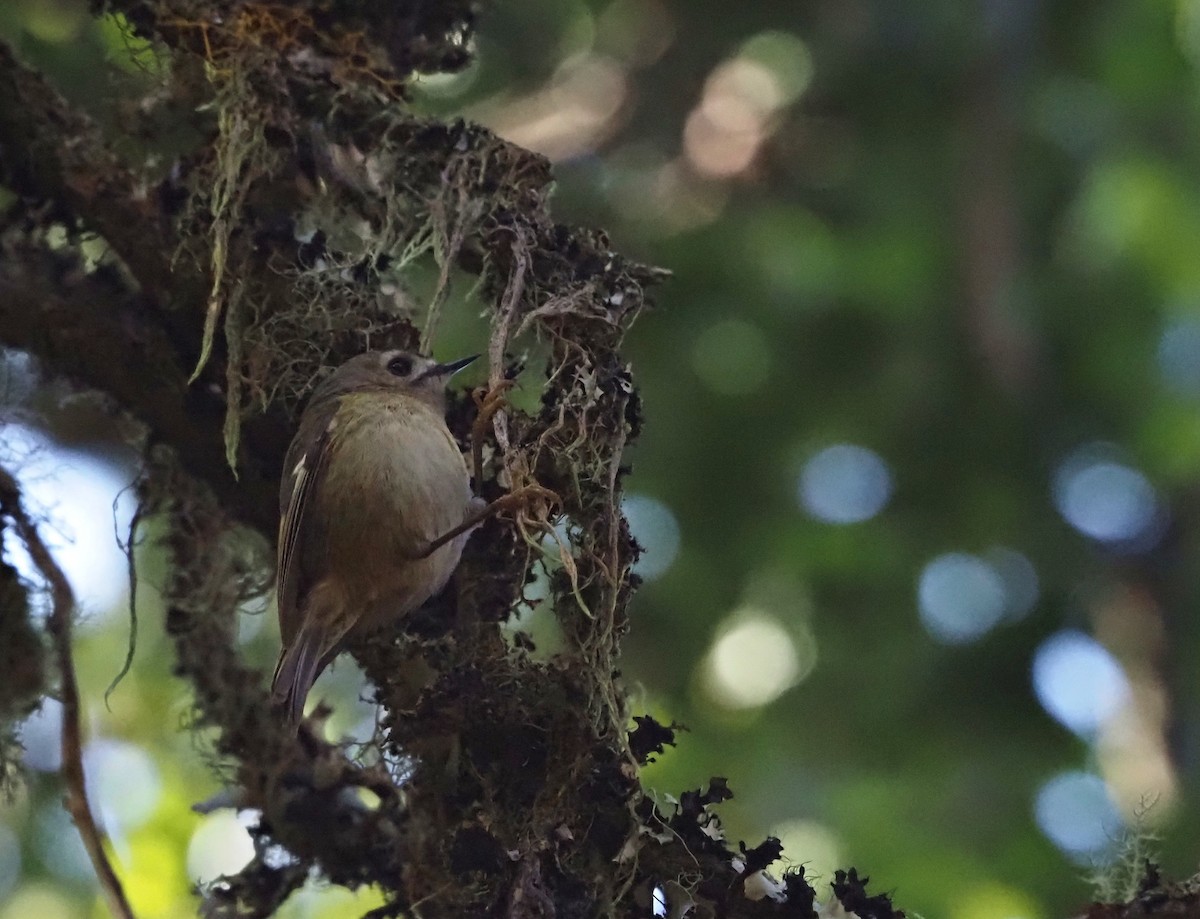 Goldcrest (Tenerife) - ML646652007
