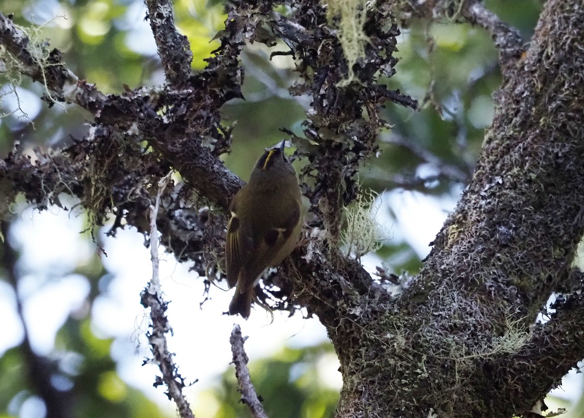 Goldcrest (Tenerife) - ML646652008