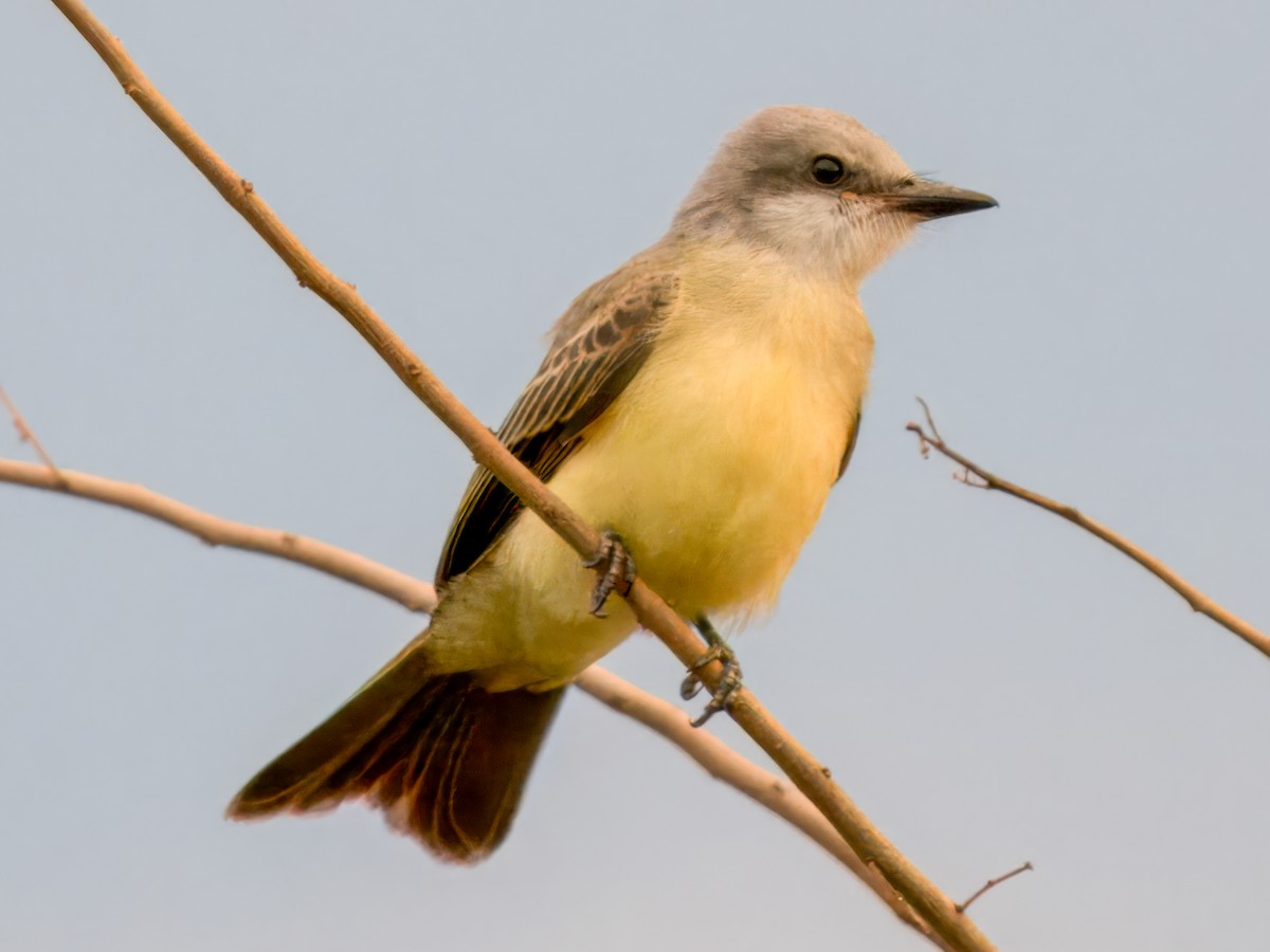 Королевский тиранн - ML646652010