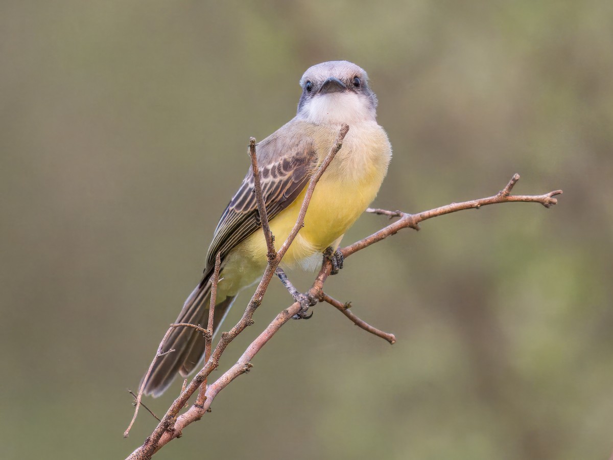 Королевский тиранн - ML646652011