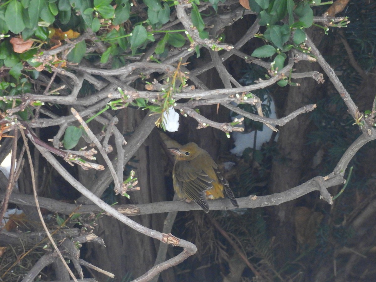 Summer Tanager - ML646652012