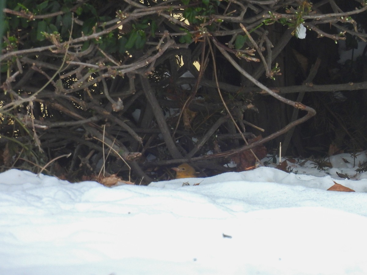 Summer Tanager - ML646652016