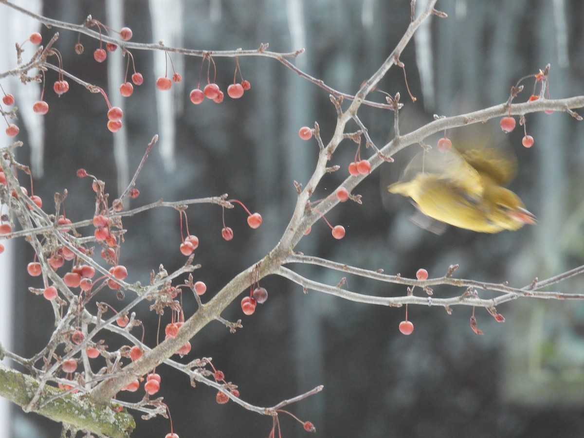 Summer Tanager - ML646652017