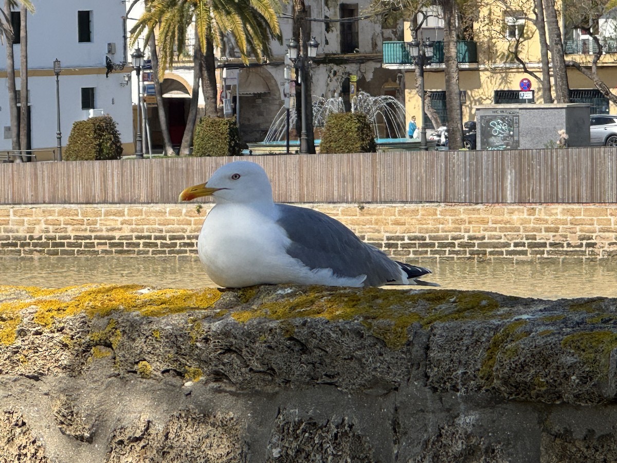 Yellow-legged Gull - ML646652019